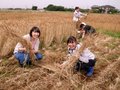 小麦の収穫に行ってきました！