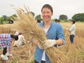 国産小麦でパンをつくる！［収穫］