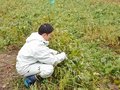 肌で学ぶ小豆の収穫