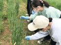 今年の小麦栽培も順調です